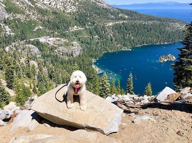 Social media post by bennie_thegoldendoodle