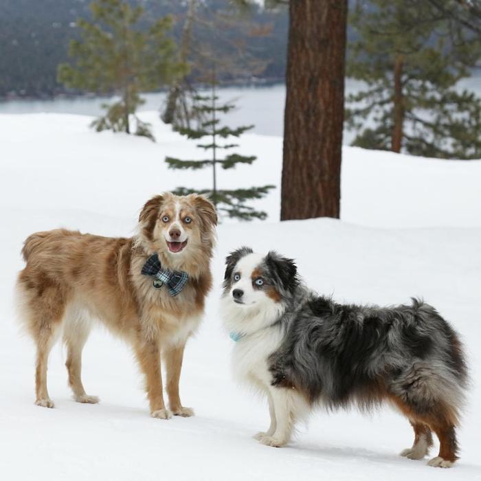 Social media post by tahoeaussies