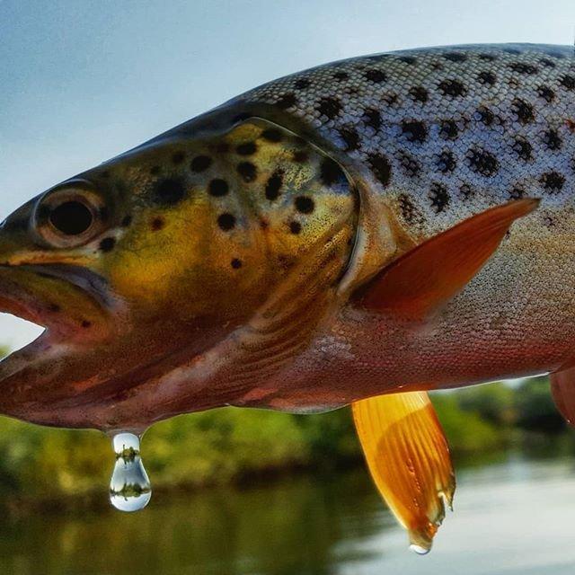 Social media post by j_bob_3000