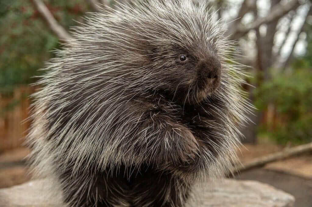 lake tahoe porcupine